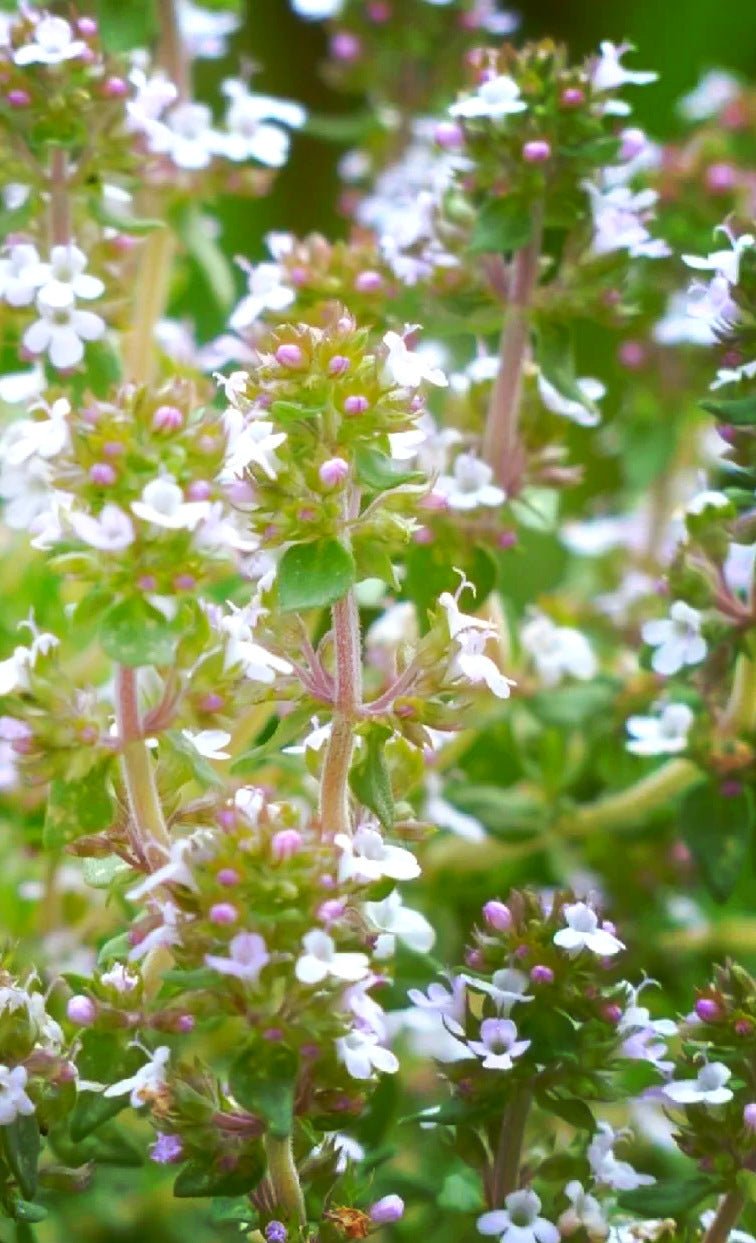 Thyme Seeds 500 Pack | Edible Herb Garden Seeds | 8 Varieties | May Planting Season - Maximus Grace