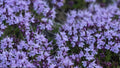 Thyme Seeds 500 Pack | Edible Herb Garden Seeds | 8 Varieties | May Planting Season - Maximus Grace