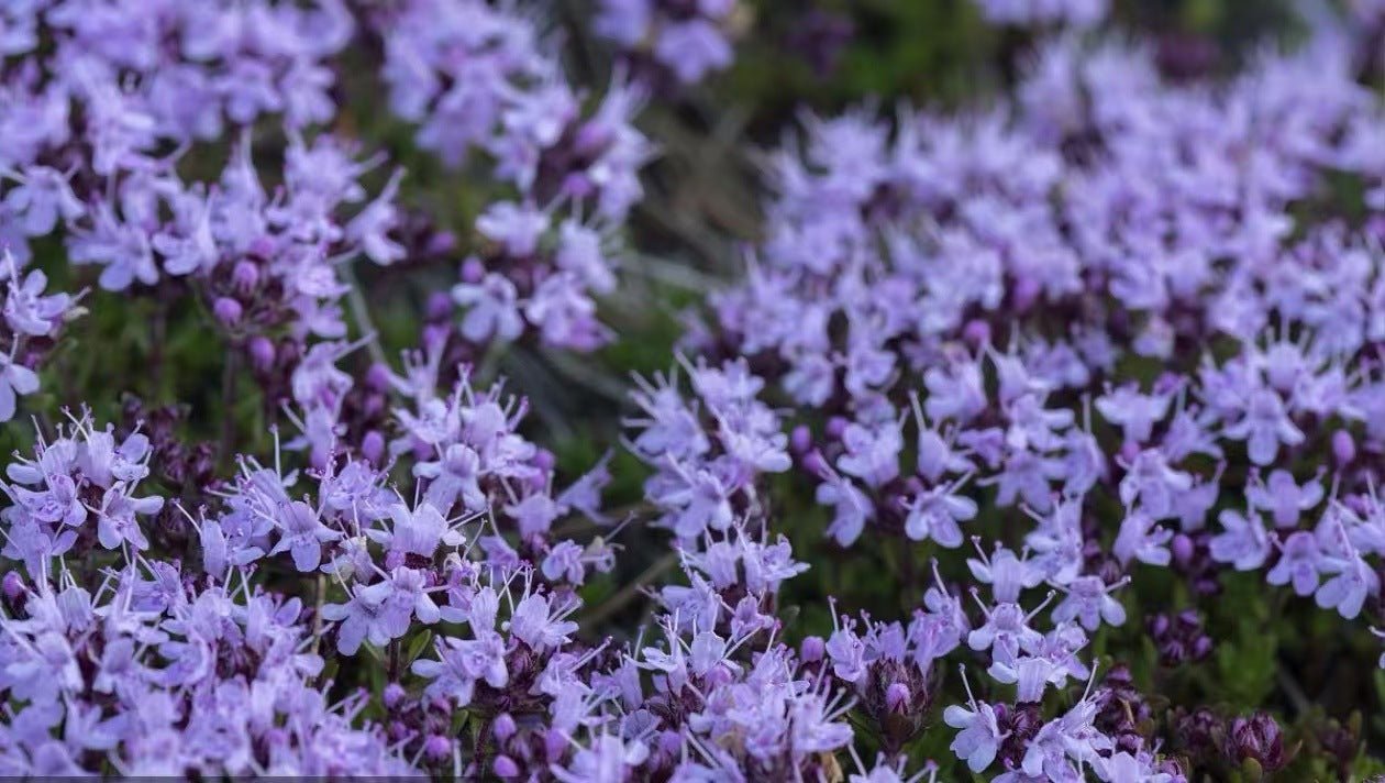 Thyme Seeds 500 Pack | Edible Herb Garden Seeds | 8 Varieties | May Planting Season - Maximus Grace